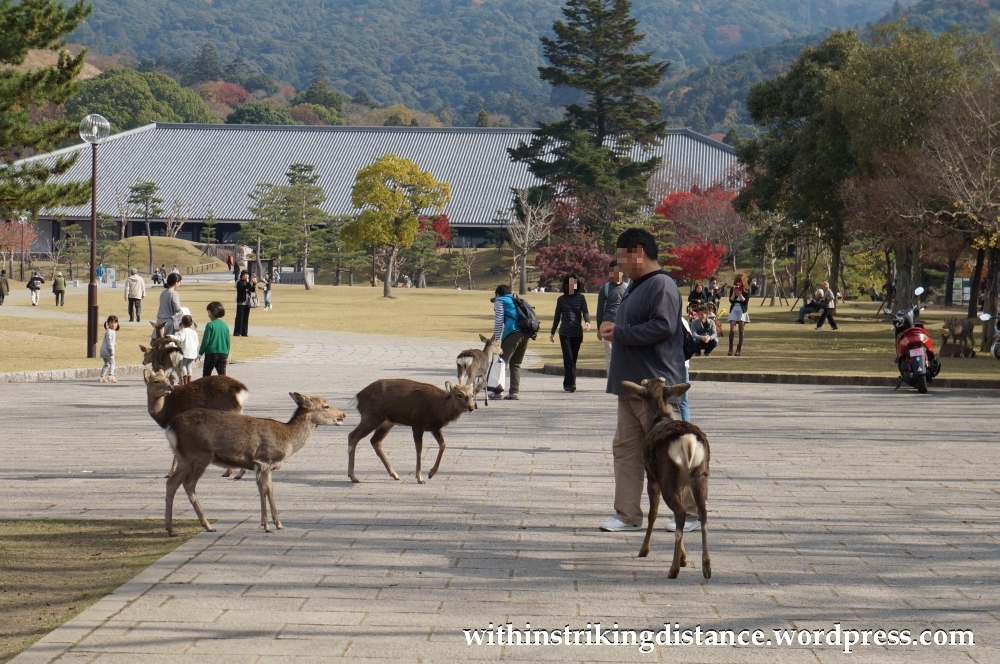 24Nov14 002 Deer Nara Japan
