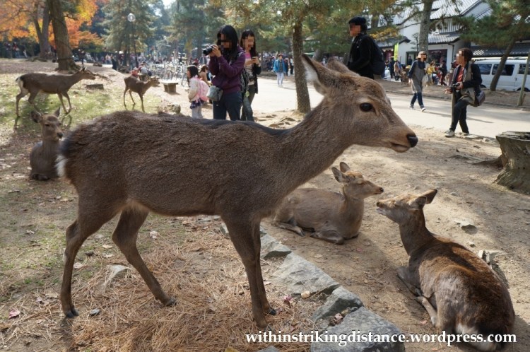 24Nov14 003 Deer Nara Japan