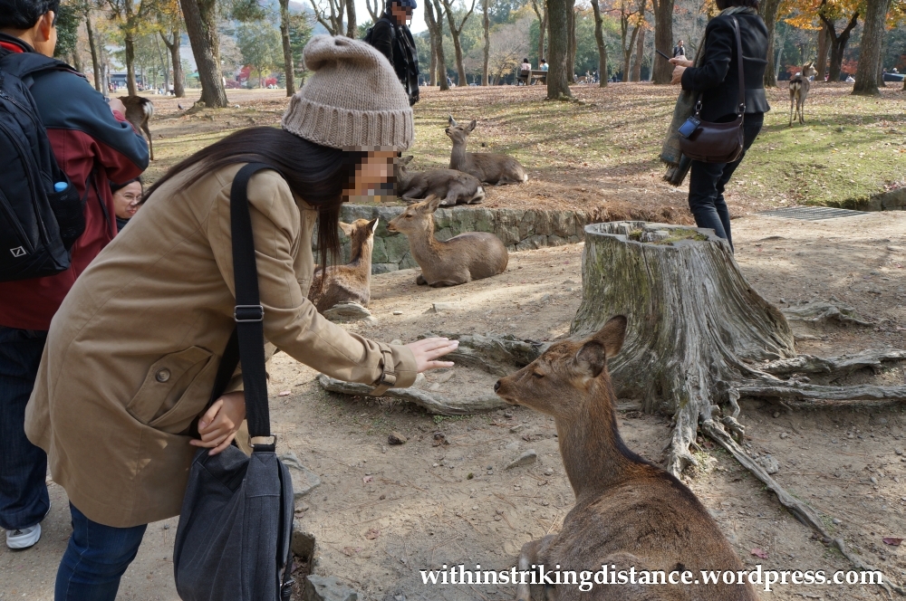 24Nov14 004 Deer Nara Japan