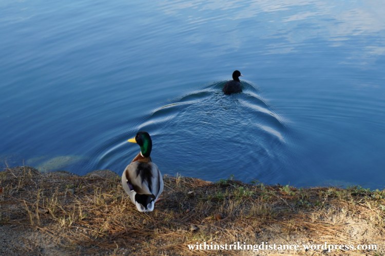 24Mar15 008 Japan Kyushu Fukuoka Ohori Park