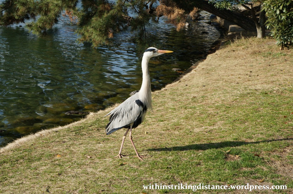 24Mar15 009 Japan Kyushu Fukuoka Ohori Park