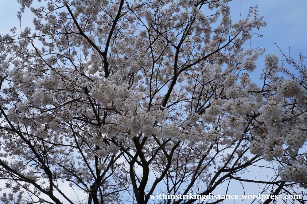 24Mar15 009 Japan Kyushu Fukuoka Dazaifu Tenmangu Cherry Blossoms