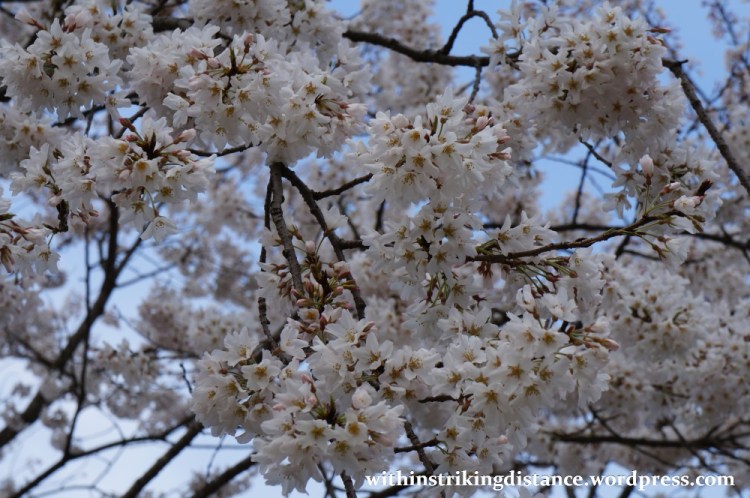 24Mar15 010 Japan Kyushu Fukuoka Dazaifu Tenmangu Cherry Blossoms