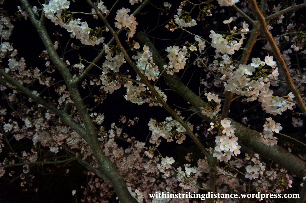 26Mar15 011 Japan Kyushu Nagasaki Mount Inasa Night View Fuchi Shrine Sakura Cherry Blossoms