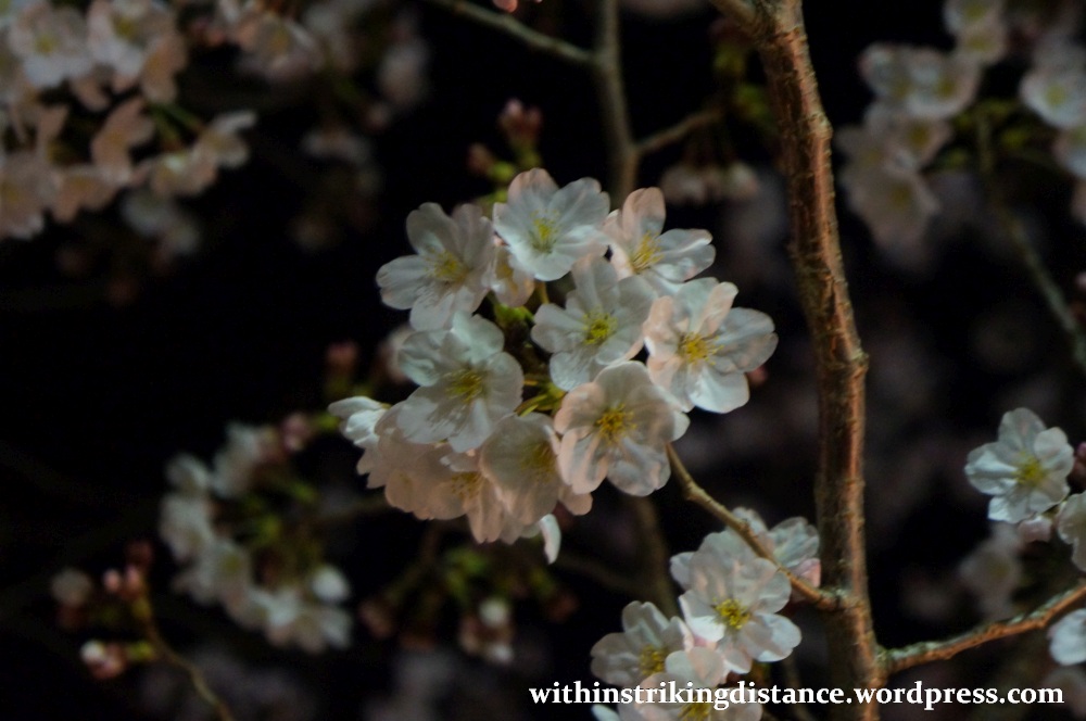 26Mar15 012 Japan Kyushu Nagasaki Mount Inasa Night View Fuchi Shrine Sakura Cherry Blossoms