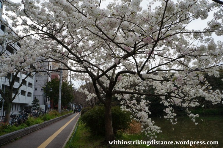 28Mar15 001 Japan Kyushu Fukuoka Castle Maizuru Ohori Park Sakura Cherry Blossom