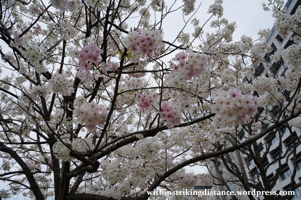 28Mar15 002 Japan Kyushu Fukuoka Castle Maizuru Ohori Park Sakura Cherry Blossom