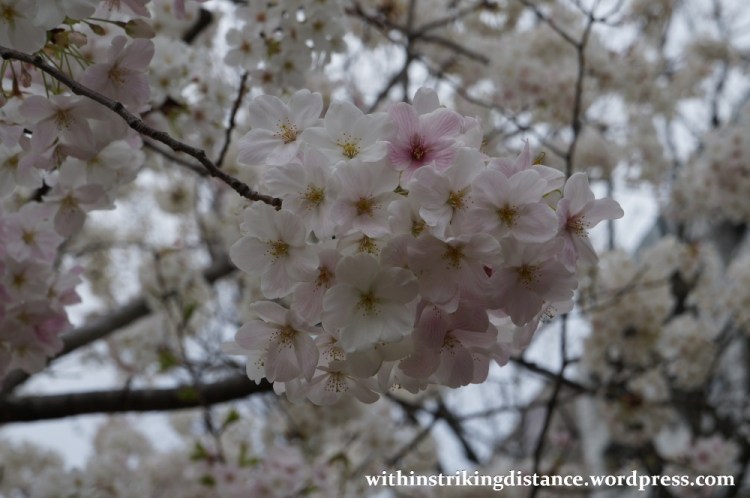28Mar15 003 Japan Kyushu Fukuoka Castle Maizuru Ohori Park Sakura Cherry Blossom