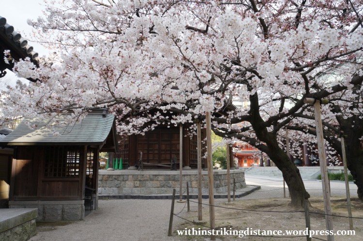 28Mar15 003 Japan Kyushu Fukuoka Tochoji Temple Sakura Cherry Blossoms