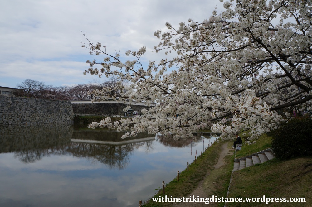 28Mar15 004 Japan Kyushu Fukuoka Castle Maizuru Ohori Park Sakura Cherry Blossom