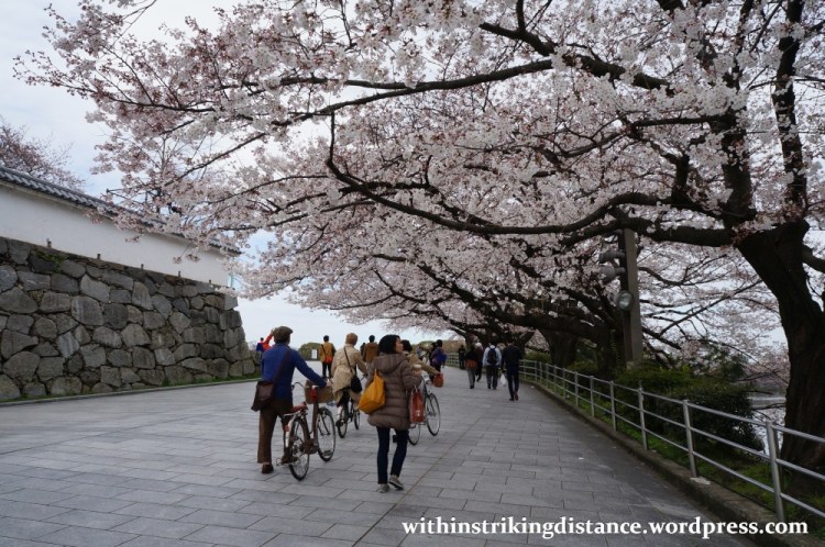 28Mar15 005 Japan Kyushu Fukuoka Castle Maizuru Ohori Park Sakura Cherry Blossom