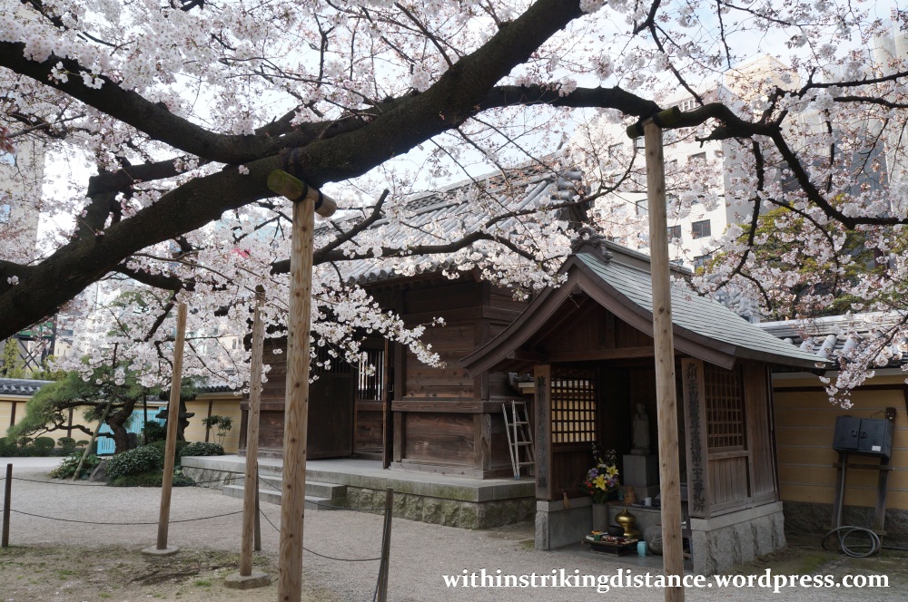28Mar15 005 Japan Kyushu Fukuoka Tochoji Temple Sakura Cherry Blossoms