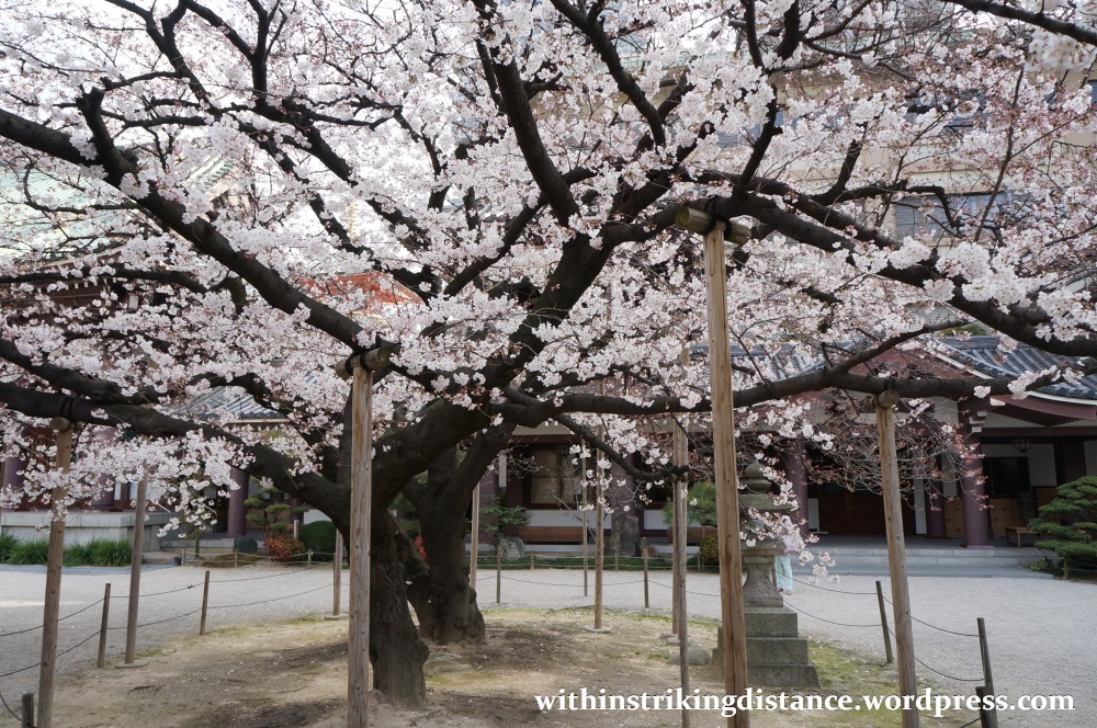 28Mar15 007 Japan Kyushu Fukuoka Tochoji Temple Sakura Cherry Blossoms