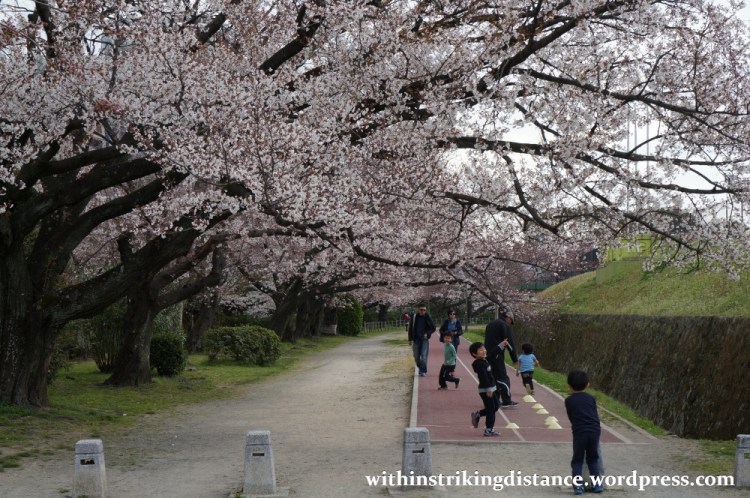 28Mar15 008 Japan Kyushu Fukuoka Castle Maizuru Ohori Park Sakura Cherry Blossom