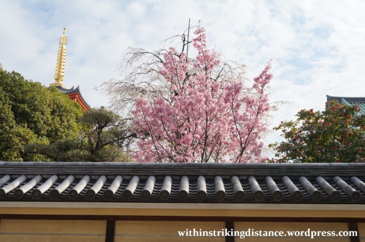 28Mar15 008 Japan Kyushu Fukuoka Tochoji Temple Sakura Cherry Blossoms