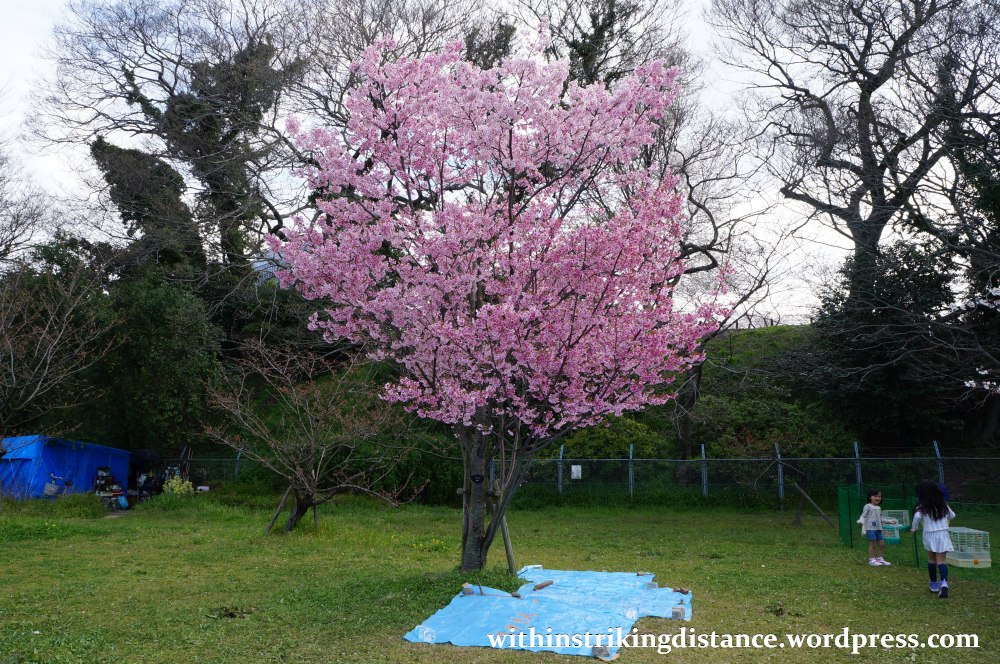 28Mar15 012 Japan Kyushu Fukuoka Castle Maizuru Ohori Park Sakura Cherry Blossom