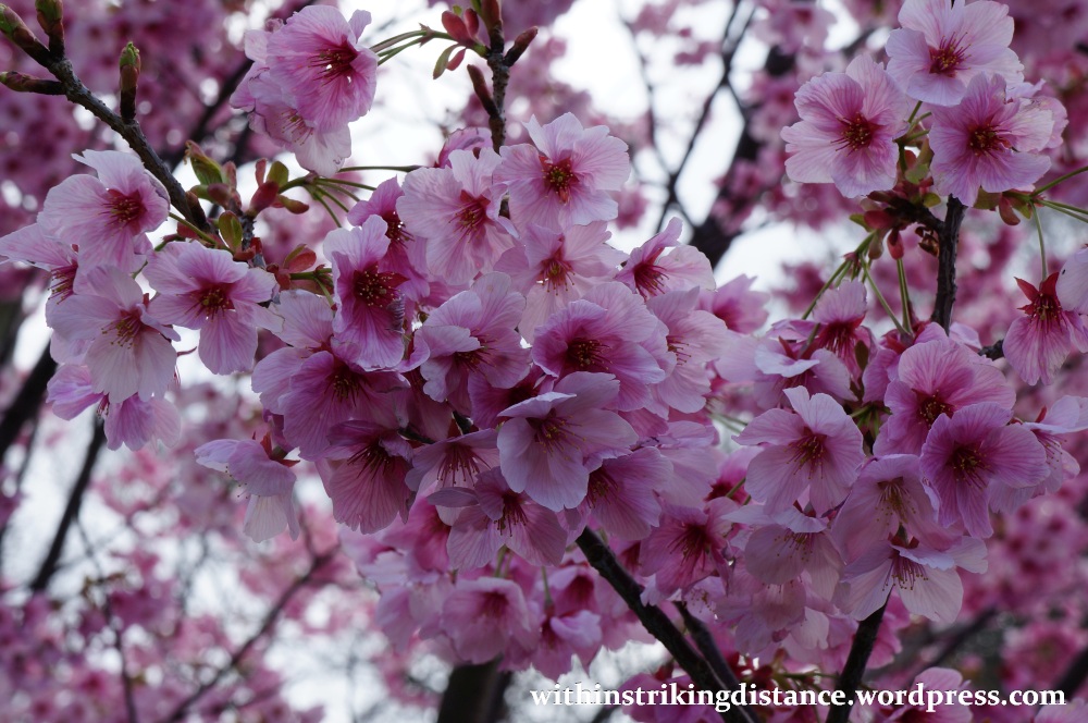 28Mar15 013 Japan Kyushu Fukuoka Castle Maizuru Ohori Park Sakura Cherry Blossom