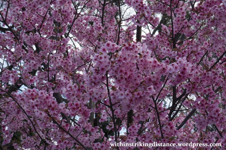 28Mar15 014 Japan Kyushu Fukuoka Castle Maizuru Ohori Park Sakura Cherry Blossom