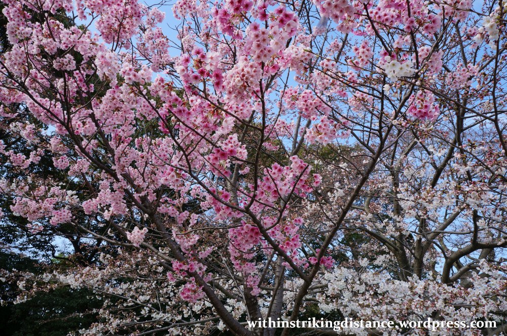 28Mar15 016 Japan Kyushu Fukuoka Castle Maizuru Ohori Park Sakura Cherry Blossom