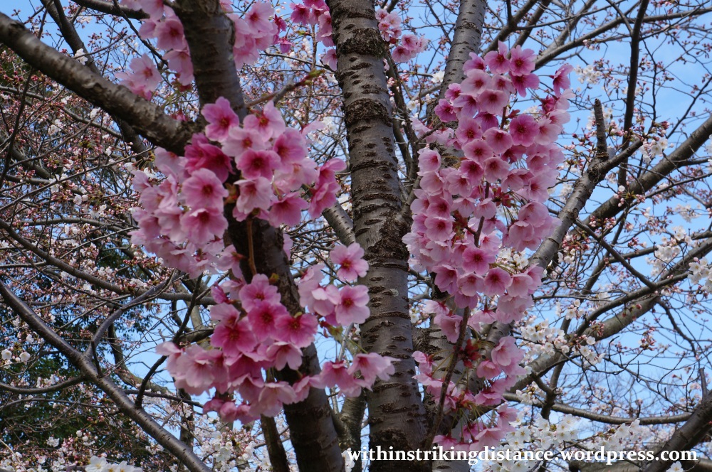 28Mar15 017 Japan Kyushu Fukuoka Castle Maizuru Ohori Park Sakura Cherry Blossom