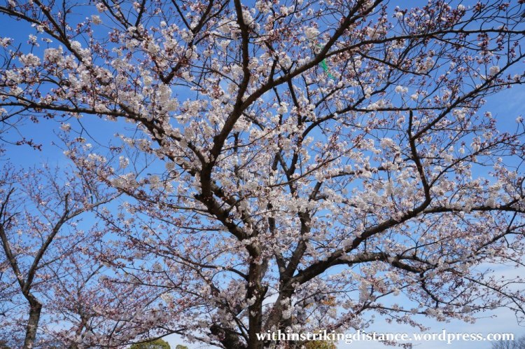 28Mar15 018 Japan Kyushu Fukuoka Castle Maizuru Ohori Park Sakura Cherry Blossom