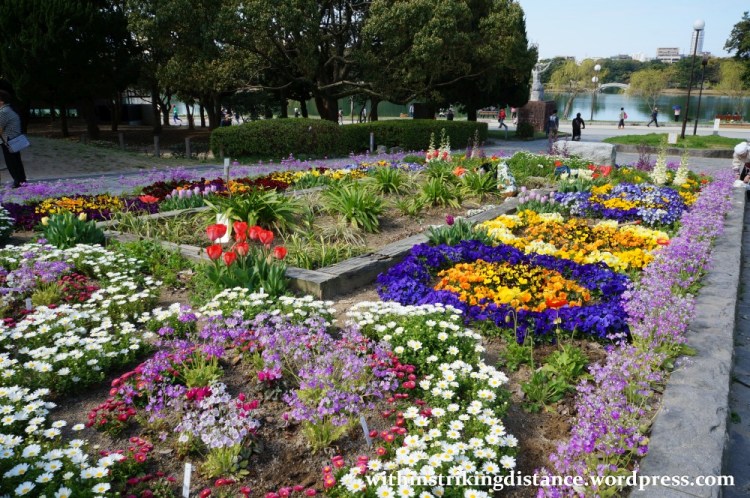28Mar15 022 Japan Kyushu Fukuoka Castle Maizuru Ohori Park Sakura Cherry Blossom