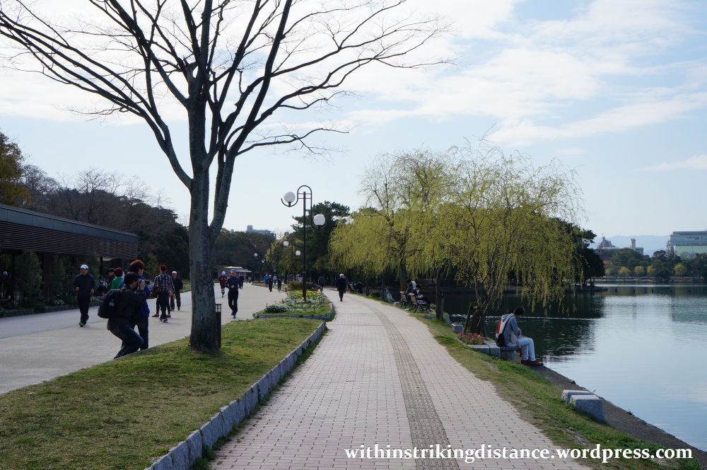 28Mar15 023 Japan Kyushu Fukuoka Castle Maizuru Ohori Park Sakura Cherry Blossom