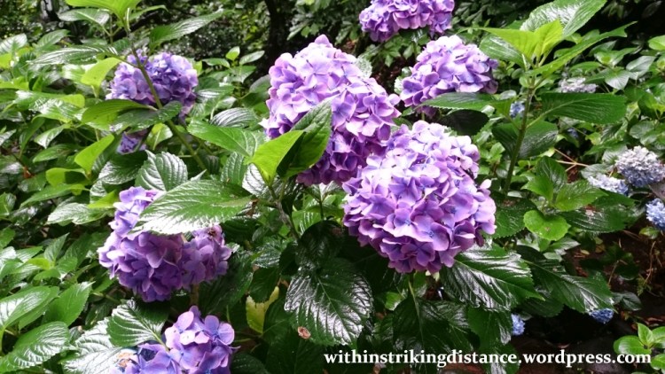 01Jul15 001 Japan Honshu Ishikawa Kanazawa Ajisai Hydrangea Flowers Summer