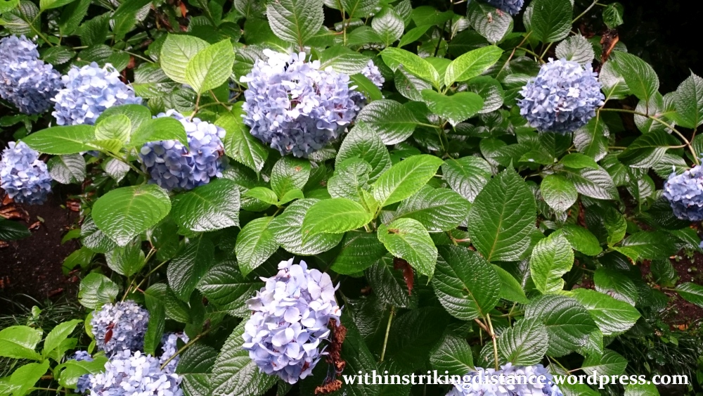 01Jul15 002 Japan Honshu Ishikawa Kanazawa Ajisai Hydrangea Flowers Summer