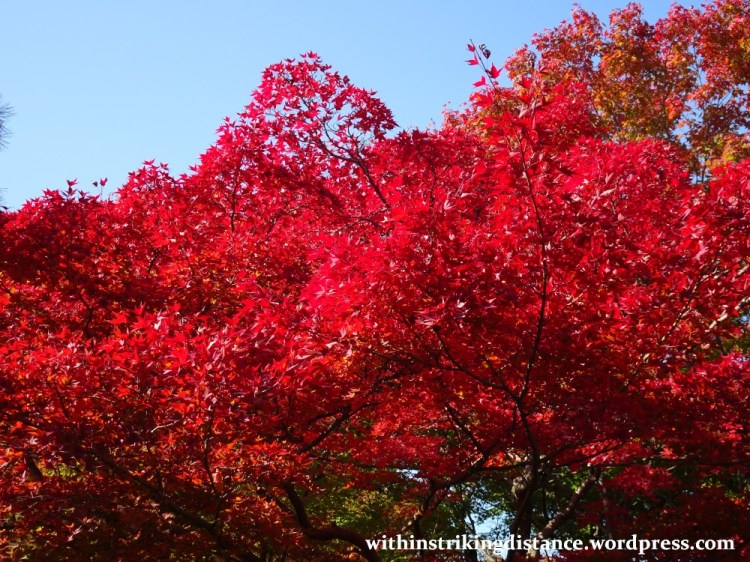12nov16-001-japan-kyoto-higashiyama-tofukuji-autumn-leaves-koyo