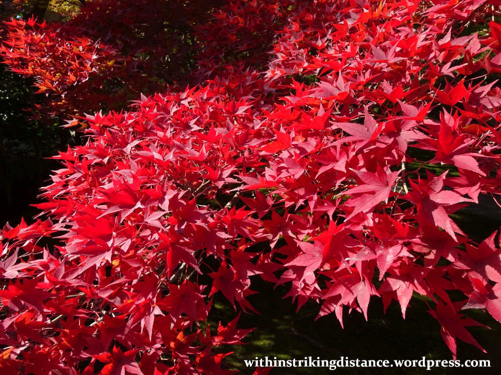 12nov16-002-japan-kyoto-higashiyama-tofukuji-autumn-leaves-koyo