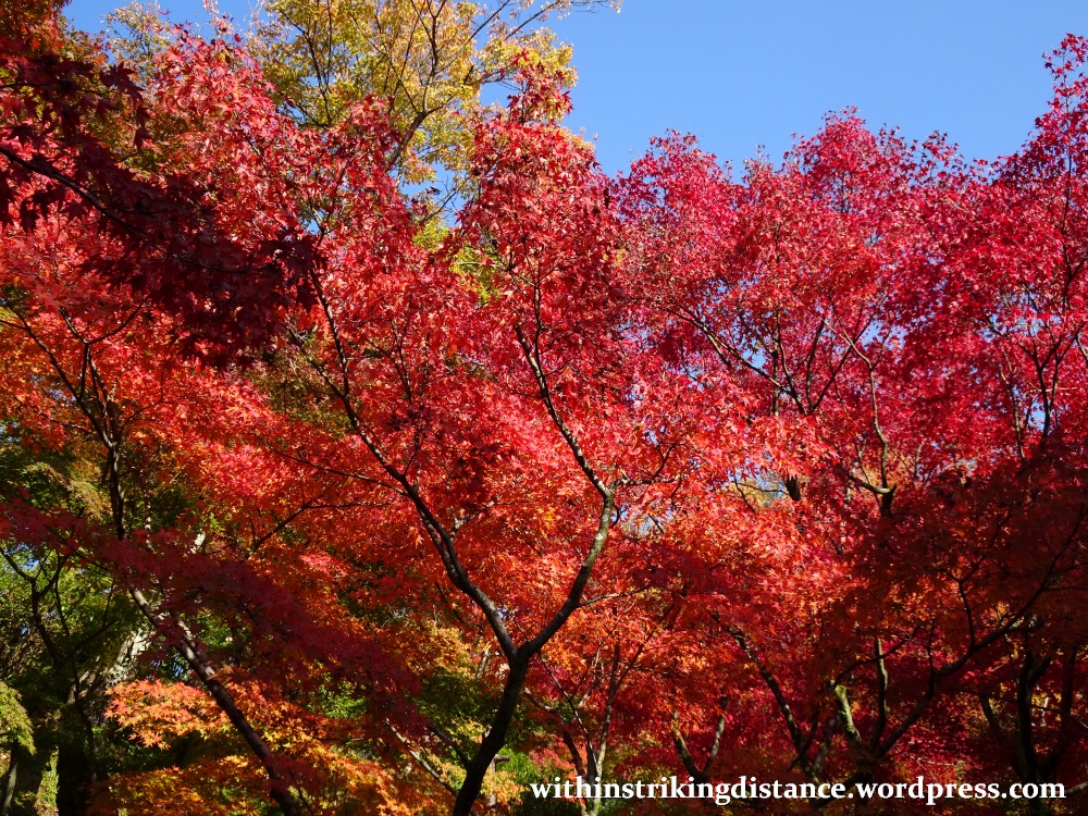 12nov16-006-japan-kyoto-higashiyama-tofukuji-autumn-leaves-koyo