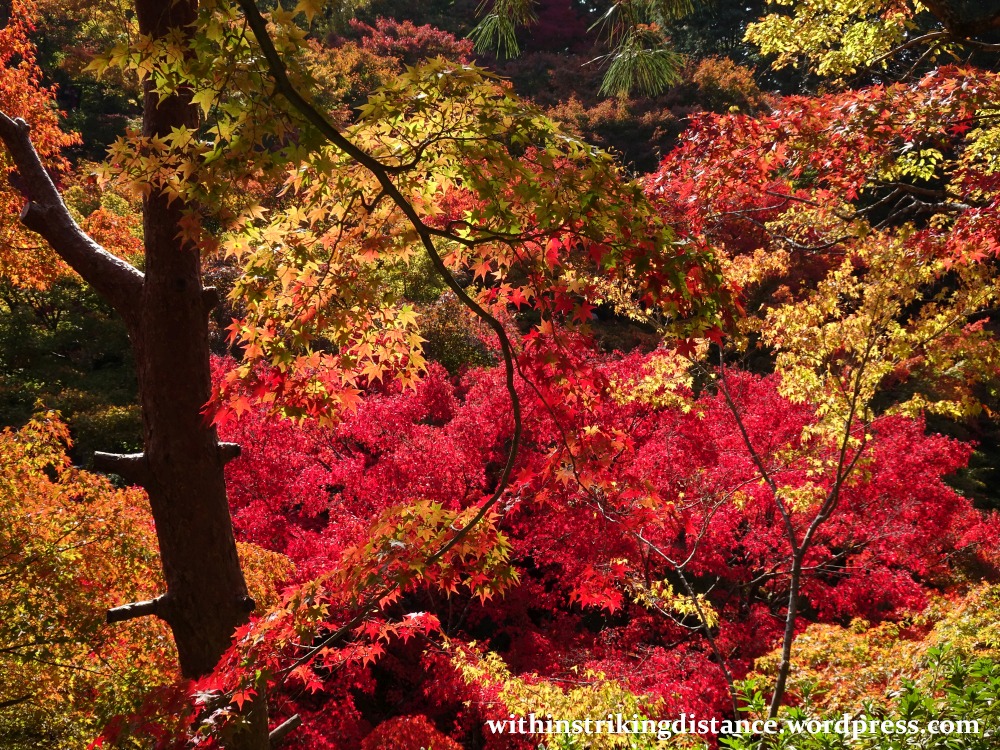12nov16-007-japan-kyoto-higashiyama-tofukuji-autumn-leaves-koyo