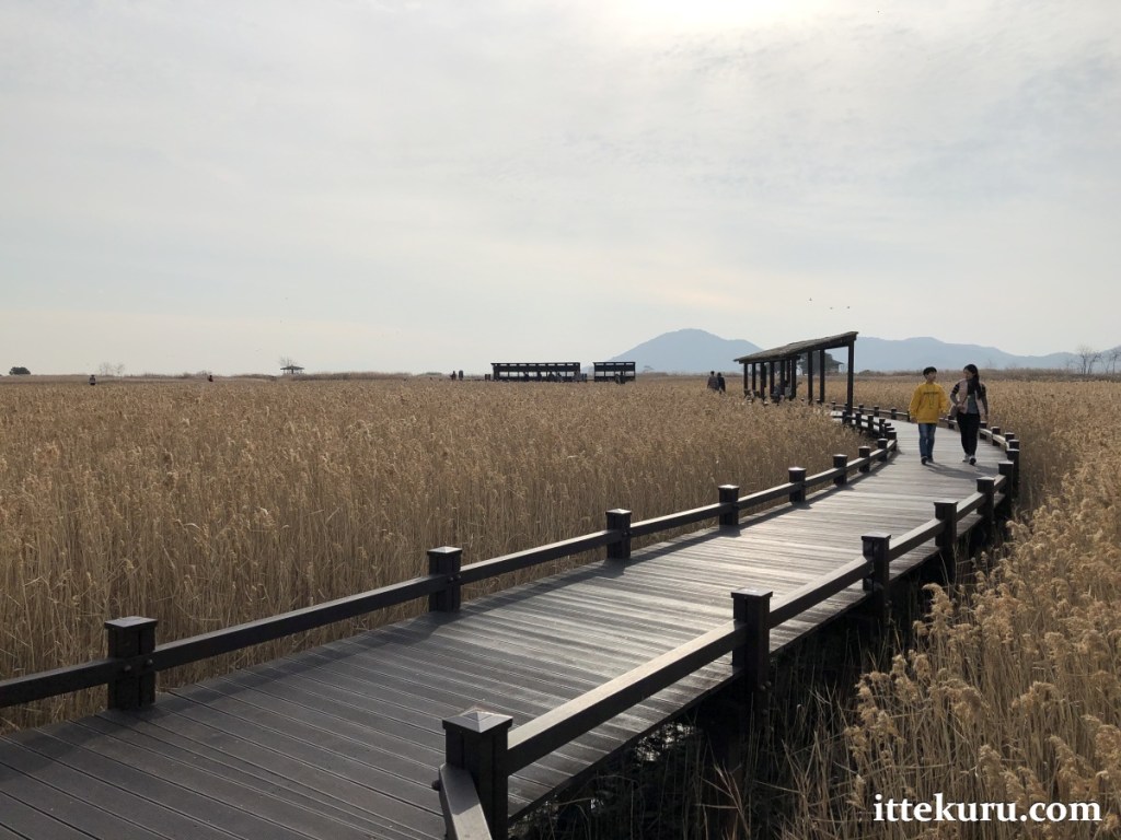 Field Report: Suncheon Bay Wetland, Jeollanam-do, South Korea (24 January 2020)
